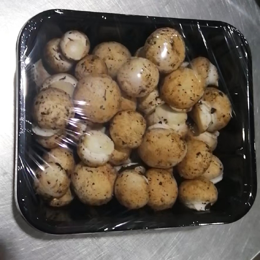 双孢菇带根菇蕾＜白菇蕾，褐菇蕾＞