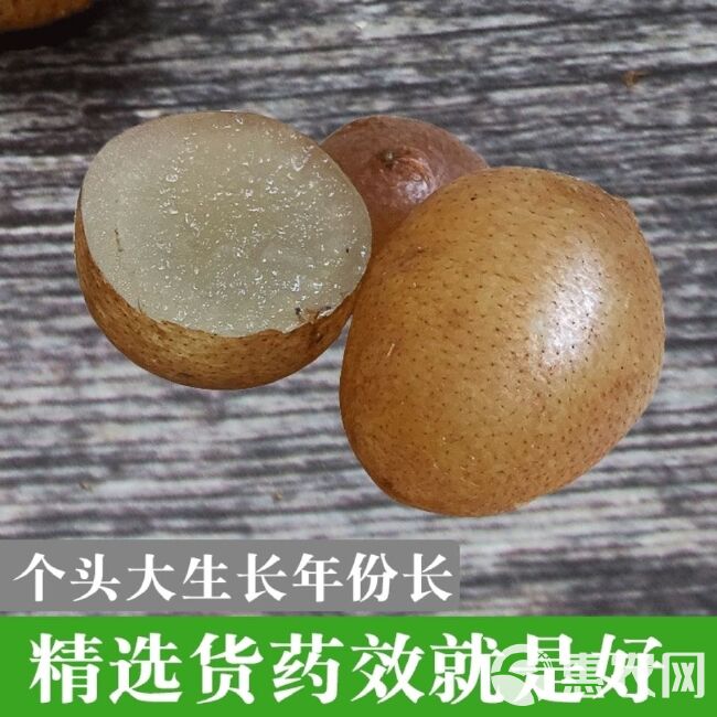 贵州新鲜石黄皮 精选肾蕨子 果化狗儿5斤