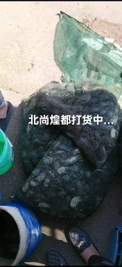 盘山县盘锦稻田蟹 8月19日 价格  代收货 一斤5毛
