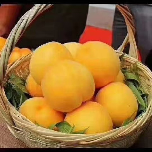 扶风县锦绣黄桃
