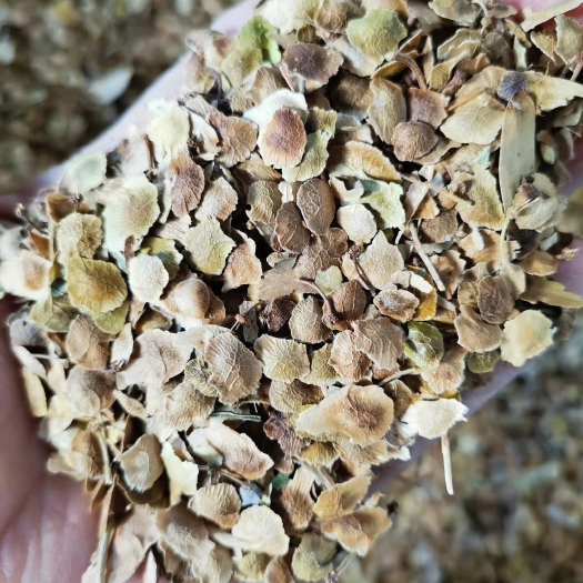新采臭椿种子 基地直销臭椿树种子臭椿籽 臭椿种子