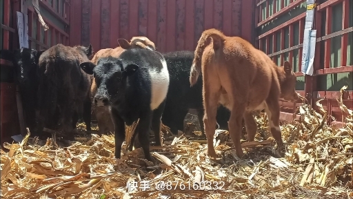 小黄牛，价格不高，欢迎新老客户前来选购