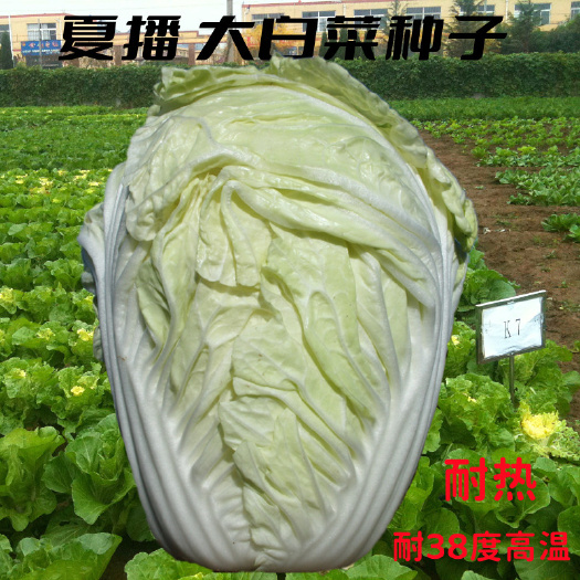 胶州市夏播山东胶州黄心白菜种子50天收耐热高温高产早熟大白菜籽种孑