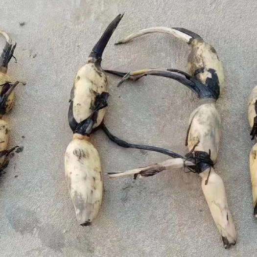 海丰县鄂莲6号种苗