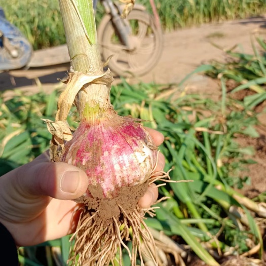 大名县优质大蒜种