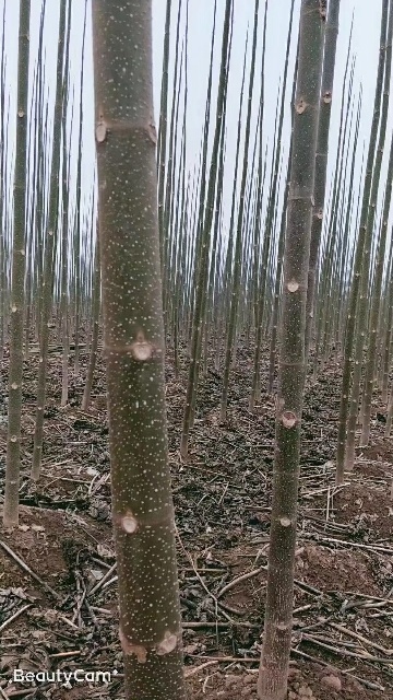 商丘紫花泡桐，紫花泡桐根桩，种根有量，自己苗圃货源