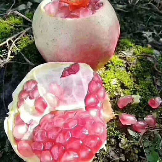 蒙自市云南蒙自甜石榴