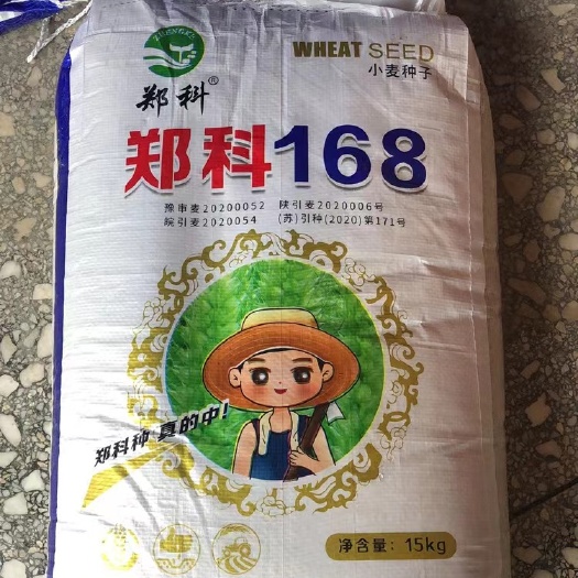 郑科168小麦种子国审矮秆大穗抗病抗倒抗寒抗旱系列高产品种