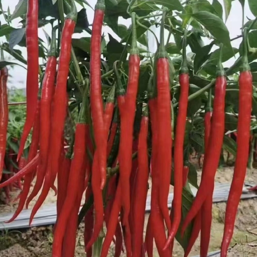 成都四川薄皮红线椒