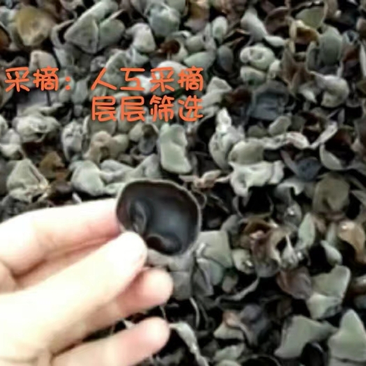 汪清县东北小碗秋耳