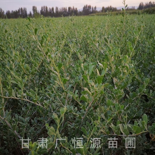 临泽县白刺苗基地供应200万株50公分白刺苗 苗圃货源 自产自销