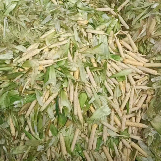 仙桃市新鲜玉米芯！养殖