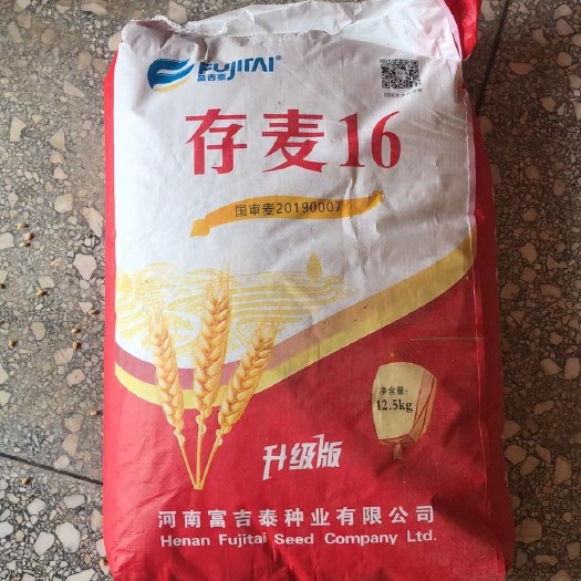 开封存麦16小麦种子国审矮秆大穗抗病抗倒抗寒抗旱存麦系列高产品种
