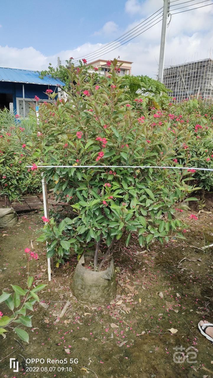 中山市全场琴叶珊瑚一口价5000元，约200棵以上