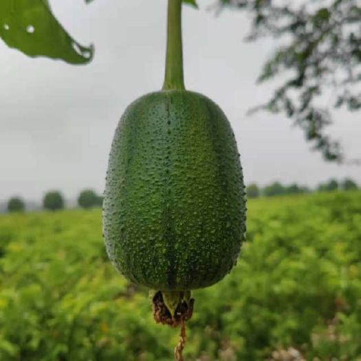 怀集县苹果丝瓜