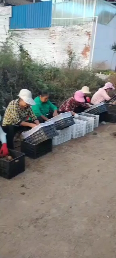 眉县徐香猕猴桃