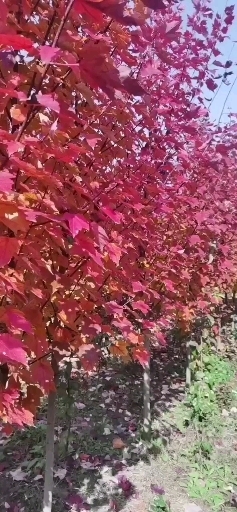 美国红枫小苗基地直销