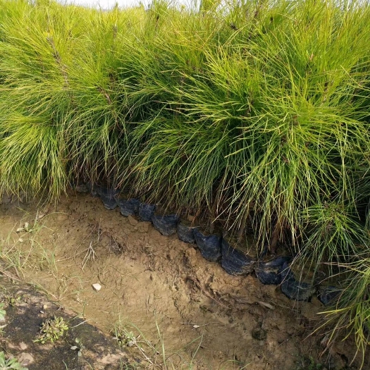 九江湿地松杯苗 一米高湿松地价格 湿地松营养杯苗哪里有湿地松小苗