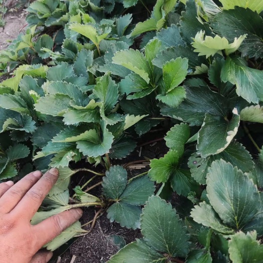邓州市甘露草莓苗，草莓苗大量供应，基地培育，苗矮壮，无病害，