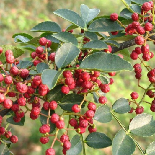 平邑县大红袍花椒苗 花椒树苗