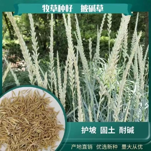 凉城县披碱草