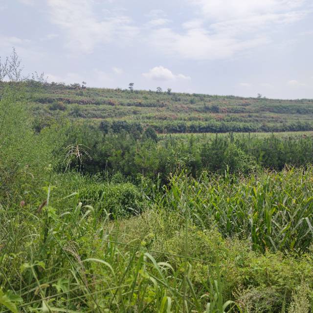 大量油松，华山松，白皮松