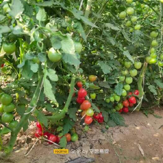 圣女果，小番茄，小柿子