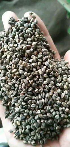 定西苦荞麦荞麦粮油农作物三农