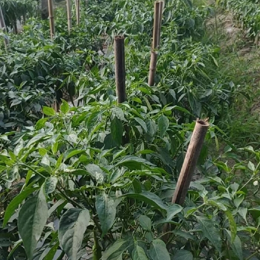 绿色生态辣椒