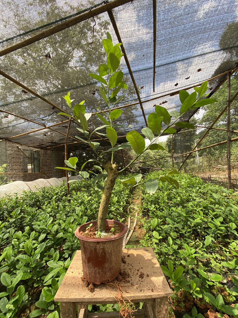 广东香水柠檬苗（带花盆）