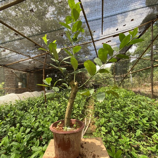 灵山县广东香水柠檬苗（带花盆）