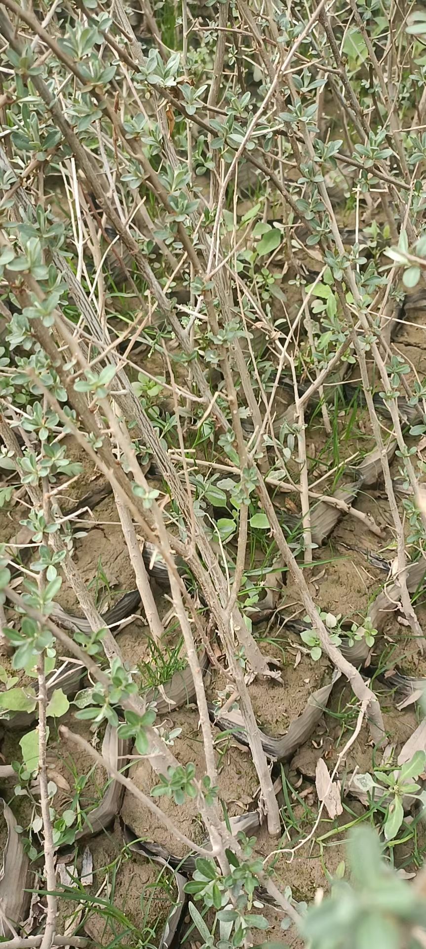 沙棘甘肃沙棘旱地成活率好适合荒山绿化