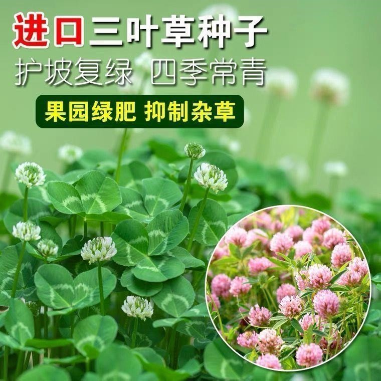 沭阳县优质红三叶草种子白三叶草种子四季多年生种籽果园林场绿化庭院