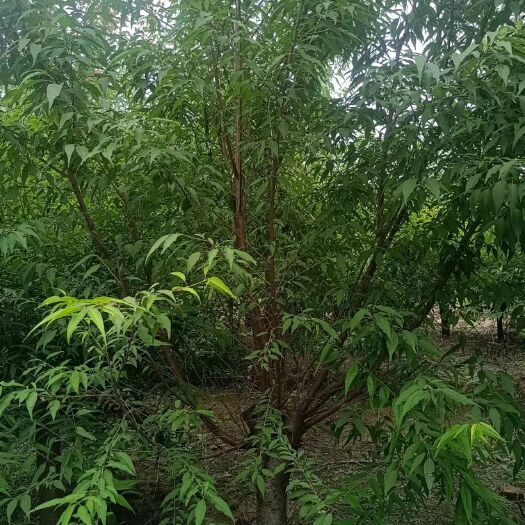 山桃树  山桃  京桃  毛桃