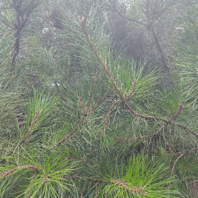 大量油松，华山松，白皮松