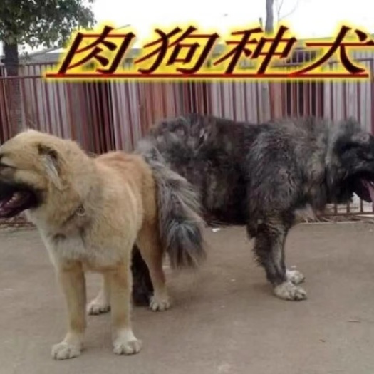 郏县狗苗养殖