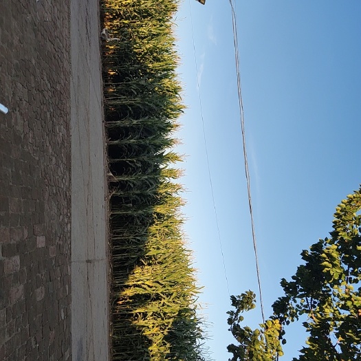 榆树市清储草，饲料，