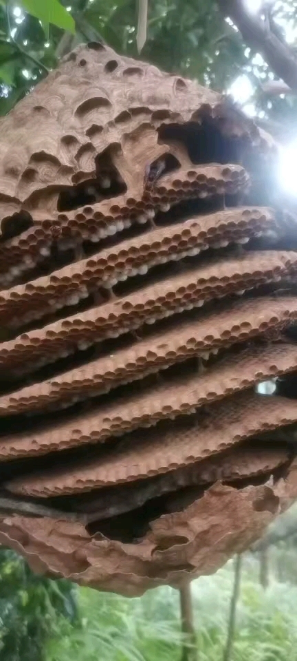 云浮土蜂蛹，蜂蛹