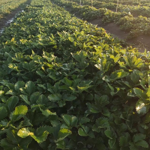 邓州市雪香草莓苗大量出售，草莓苗基地培育，现挖现发，保证成活率