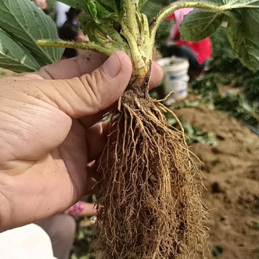 平度市章姬甜宝草莓苗 奶油草莓苗 裸根苗 穴盘苗