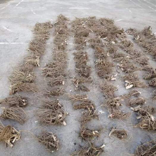 连南县牛奶树根干货