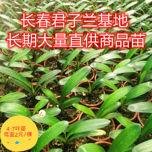 公主岭市长春君子兰基地长期现货直供君子兰2年苗4-7叶花苗