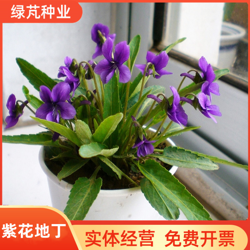 沭阳县紫花地丁种子四季易活播地被矮生花草户外耐阴多年生耐寒花籽花子