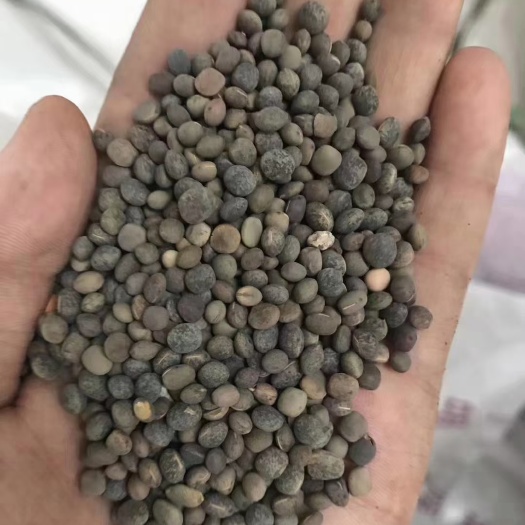 沭阳县绿肥毛苕子箭舌豌豆种子，果园的福星，现货批发，价格优惠