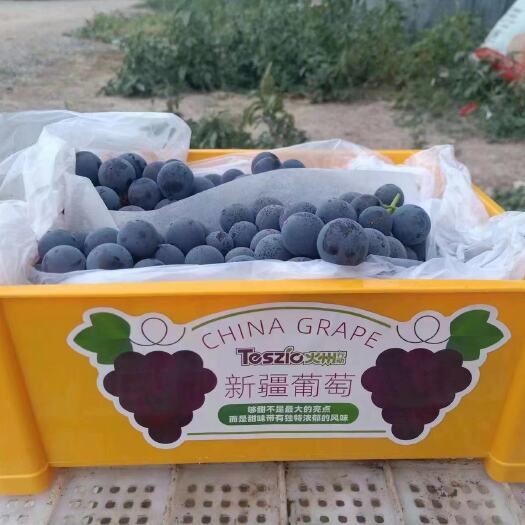 长沙求购这种葡萄带框5斤装