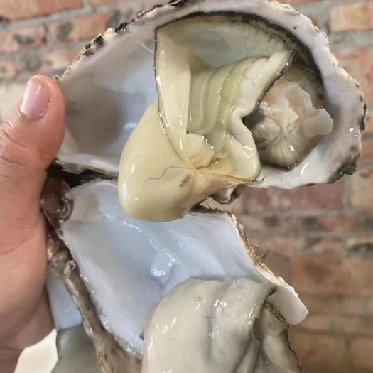 湛江精品三倍体1+