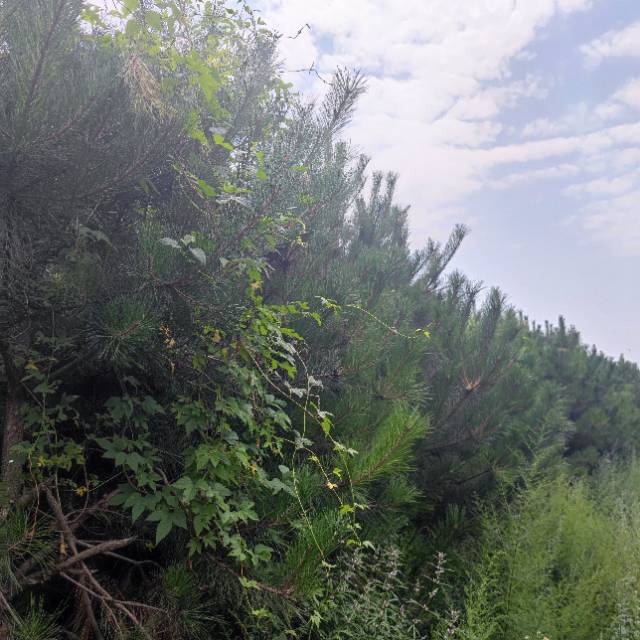 大量油松，华山松，白皮松