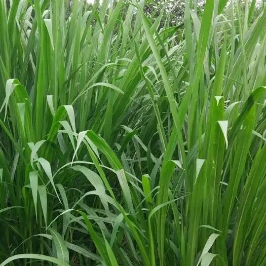灵山县甜象草