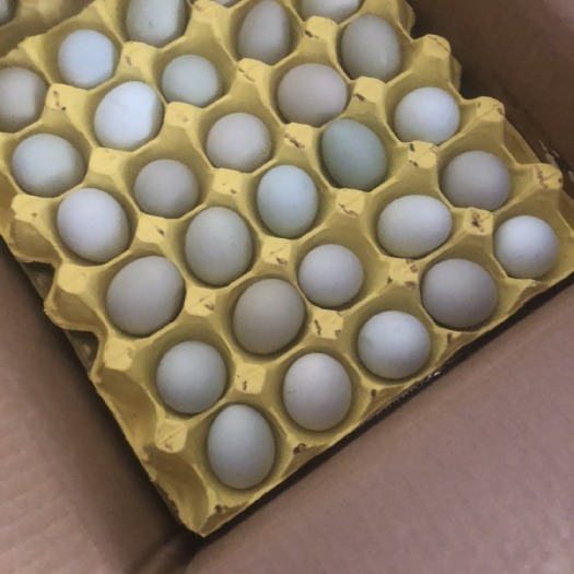 金华精品绿壳蛋，双料不变色