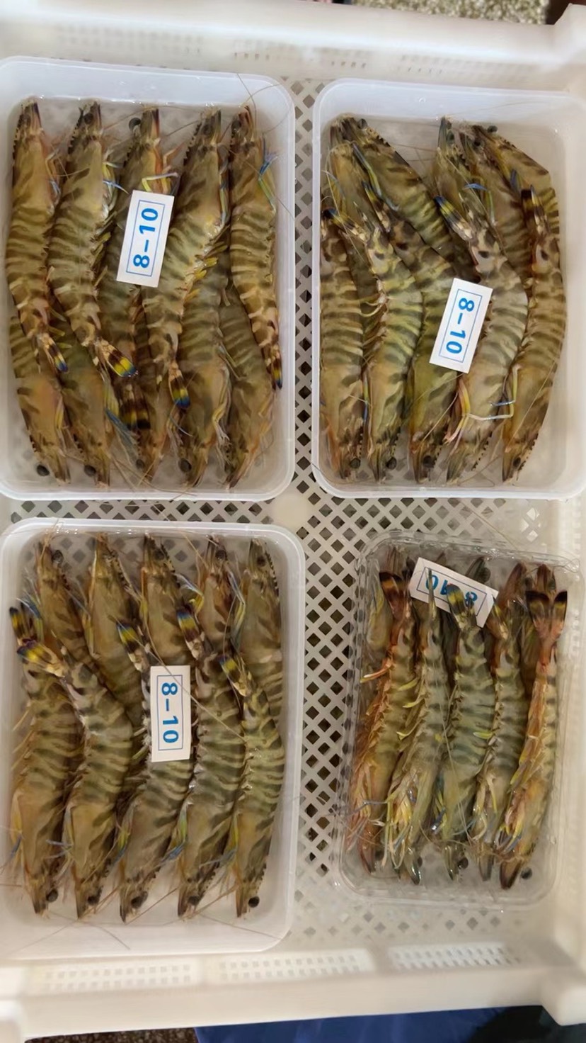 北海大量批发斑节虾 花虾 20斤起批 欢迎老板来聊